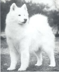 picture of dog