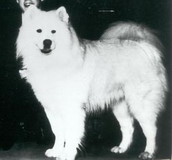 picture of dog