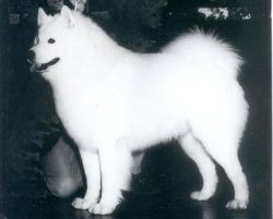 picture of dog