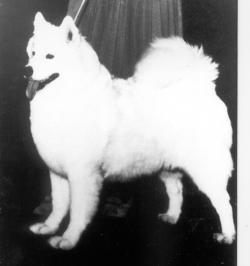 picture of dog