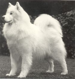 picture of dog