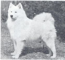 picture of dog