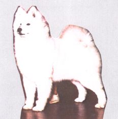 picture of dog