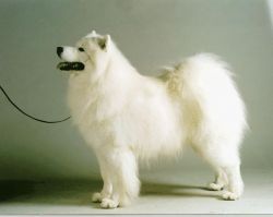 picture of dog