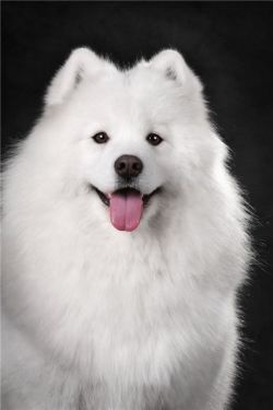 picture of dog