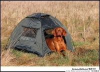 Выставочная палатка для собак Doggy
