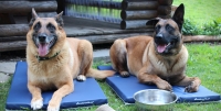 Охлажнающе-восстанавливающие матрасы для собак