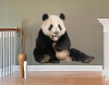 Стикер на стену Панда